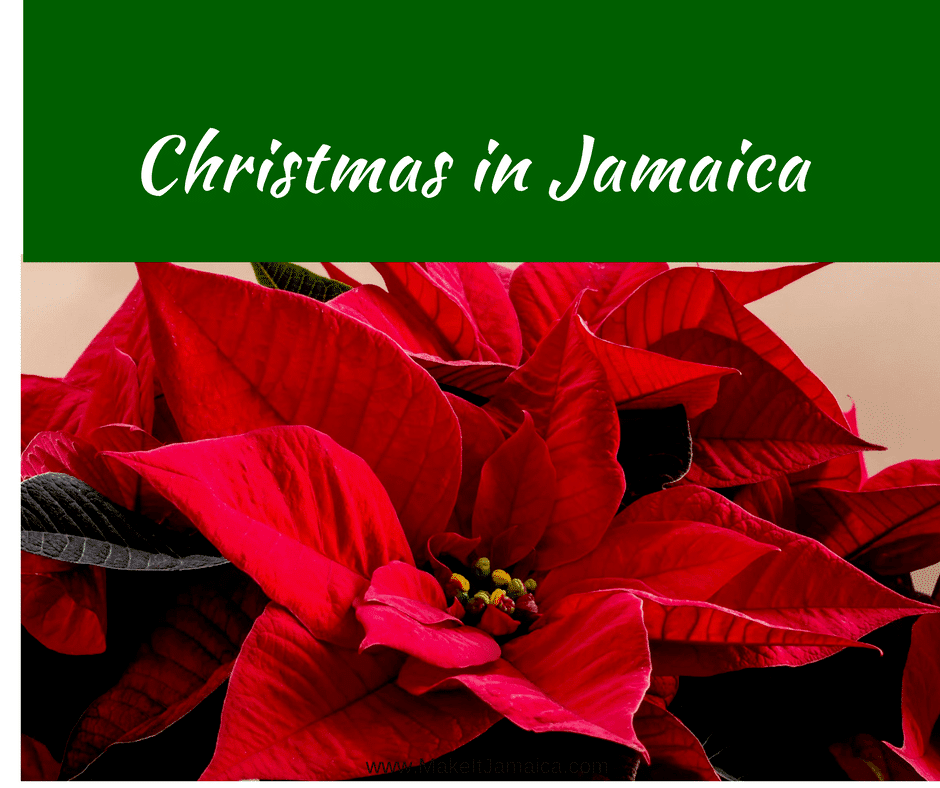 Poinsettia - Christmas in Jamaica