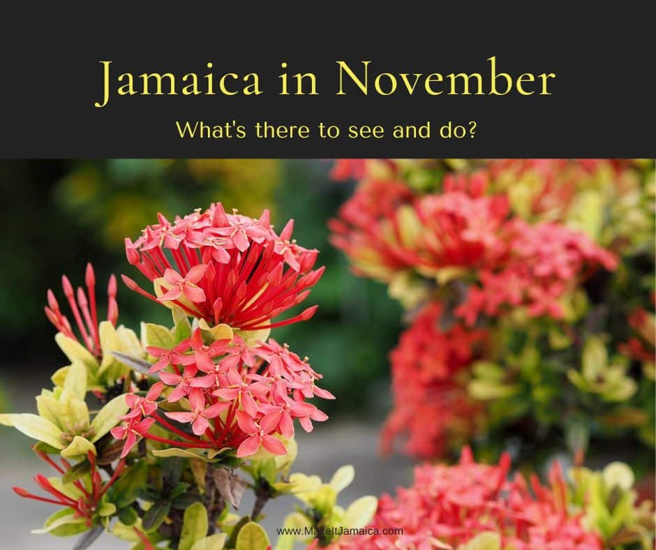 Jamaica in November - flowers