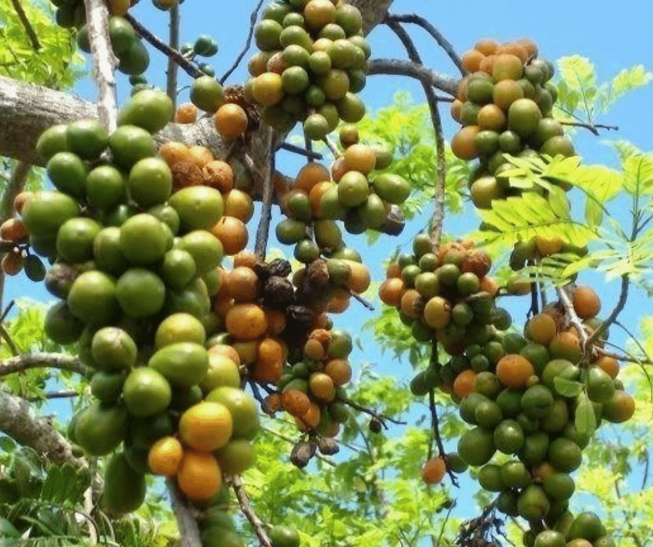Jamaican plums