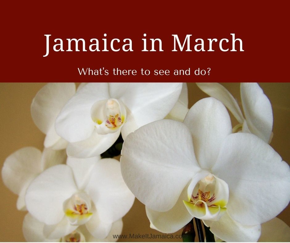 Jamaica in March - orchids