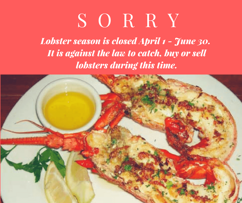 Jamaica lobster